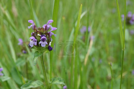 Foto de Primer plano natural en una flor púrpura Flor silvestre autocurable, Prunella vulgaris, en un prado verde - Imagen libre de derechos