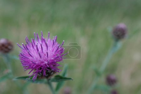 Natural closeup on the purple flower of a knapweed, Centaurea jacea in a meadow