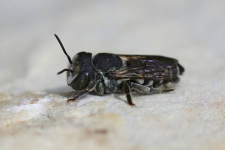 Detaillierte Nahaufnahme einer kleinen Mittelmeerbiene, Megachila apicalis