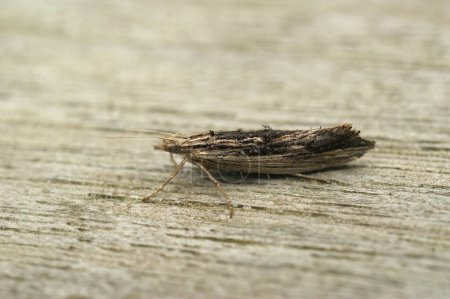 Detailed closeup on he small wainscot hooktip or smudge micro moth, Ypsolopha scabrella sitting on wood