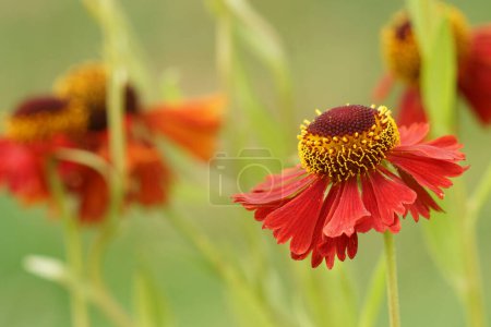Natural colorful closeup on the ye-catching red flower variety of Helenium Moerheim beauty, gainst a green background