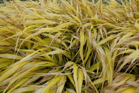 Natural closeup on the ornamental Hakone or Japanese forest grass, Hakonechloa macra