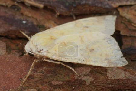 Detailed closeup on the sallow moth, Xanthia icteritia sitting on wood