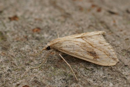 Natural closeup on the garden pebble crambid moth, Evergestis forficalis sitting on wood