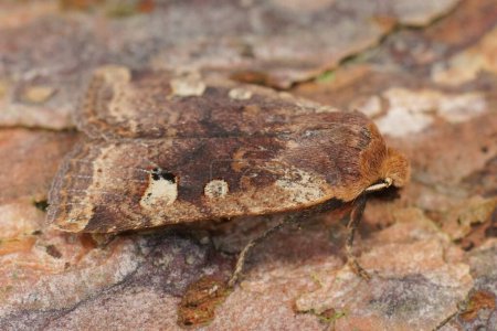 Detailed closeup on the red-headed chestnut owlet moth, Conistra erythrocephala sitting on wood