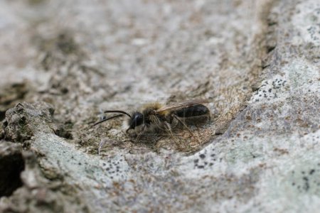 Natural selective focus closeup of a male Small Sallow mining bee, Andrena praecox, on the bark of a tree