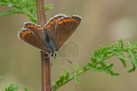 Natürliche Nahaufnahme eines kleinen braunen Argus-Schmetterlings, Aricia agestis beim Sonnenbaden mit offenen Flügeln