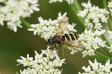 Natural closeup on a wasp mimic hoverfly, Megasyrphus erraticus on white Hogweed , Heracleum sphondylium