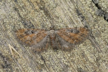 Natural closeup on a well camouflaged Tawny Speckled Pug , Eupithecia icterata sitting with spread wings on wood