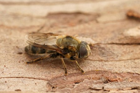 Detailed closeup on a hairy Merodon cinereus hoverfly, sitting on wood in the Austrian alps