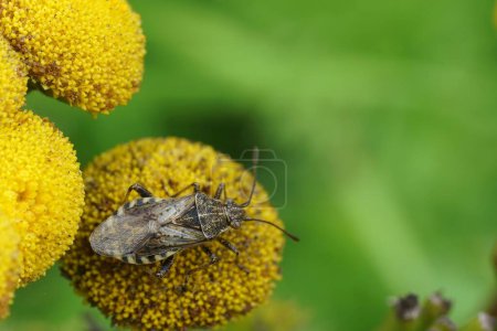 Natural closeup on a brown scentless platbug, Stictopleurus punctatonervosus sitting on a yellow Tansy flowerhead