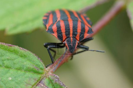 Natürliche frontale Detailaufnahme auf einem rot-schwarz gestreiften Käfer, Graphosoma kursiv sitzend auf einem Blatt