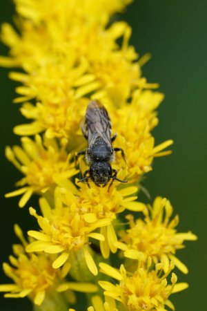 Primer plano vertical natural en un pequeño parásito abeja oscura, Stelis breviuscula, sentado en una flor amarilla en el jardín