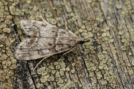 Detailed closeup on the pale colored carambid moth, Little grey, Eudonia lacustrata, sitting on wood