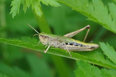 Detailed closeup on the European meadow grasshopper, Pseudochorthippus parallelus sitting in vegetation