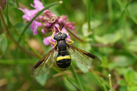 Natural closeup on a Two-banded Spearhorn, Chrysotoxum bicinctum feeding on a purple Thymus pulegioides flower