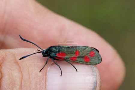 Natural closeup on a diurnal colorful mateliic Six-Spot Burnet moth, Zygaena filipendulae sitting on the tip of a finger