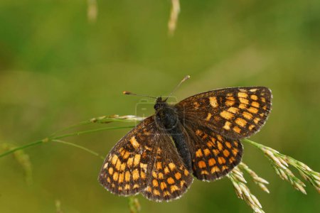 Gros plan naturel sur un papillon fritillaire de bruyère, Melitaea athalia, avec les ailes ouvertes sur une paille d'herbe