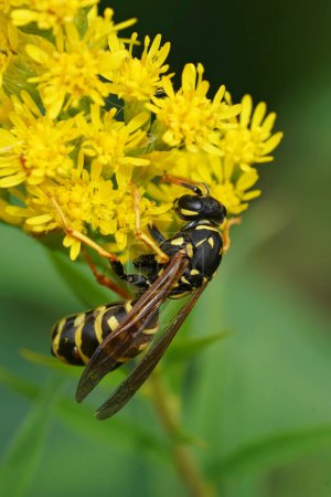 Closeup on a French paperwasp, Polistes dominula infected with a Xenos vesparum parasite on a yellow flower