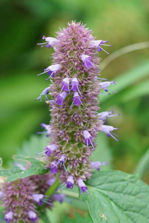 Photo for Natural vertical clolorful closeup on the purple flower of Agastache rugosa, Korean mint - Royalty Free Image