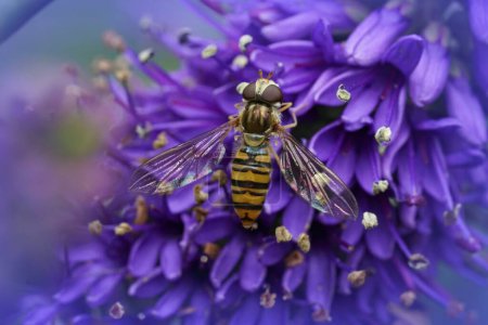 Natural colorful closeup on a marmalade hoverfly, Episyrphus balteatus sitting on a bright blue flower of Hebe pinguifolia