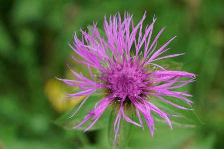 Natural detailed closeup on the colorful pink flower of Wig Knapweed, Centaurea phrygia pseudophrygia
