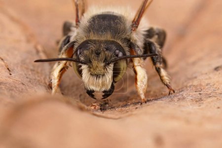 Detaillierte Nahaufnahme einer männlichen Costal-Blattschneider-Biene, Megachile maritima, die auf einem getrockneten Blatt sitzt