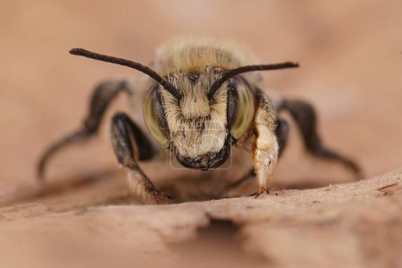 Foto de Detallado primer plano frontal en un macho Costal abeja cortadora de hojas, Megachile maritima sentado en una hoja seca - Imagen libre de derechos