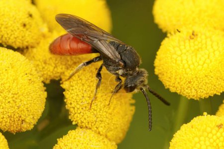 Natural closeup on the large, brilliant red cleptoparasite blood bee, Sphecodes albilabris sitting on yellow Tansy flower