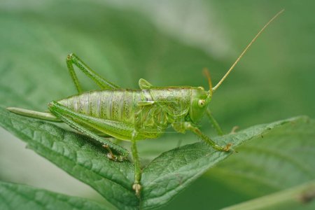Natural closeup on an upland green bush-cricket, Tettigonia cantans sitting on a leaf