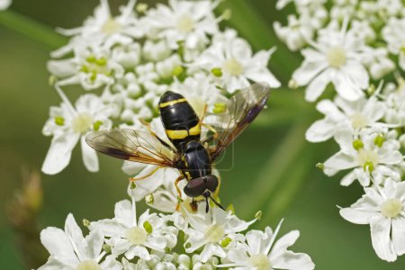 Natural closeup on a colorful Two-banded Spearhorn hoverfly, bicinctum sitting on white hogweed flower