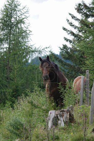 Primer plano vertical natural sobre un curioso e interesado caballo marrón en los Alpes austríacos mirando a la cámara