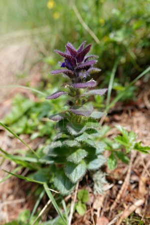 Photo for Natural closeup on an erect pyramidal bugle wildflower plant, in the Austrian alps - Royalty Free Image