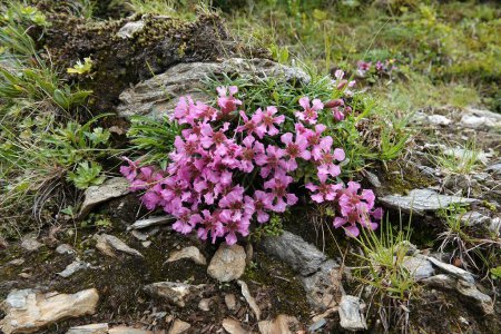 Natürliche Nahaufnahme der farbenfrohen rosafarbenen Blüten des Zwergseifenkrauts Saponaria pumila, der auch als Hautpflegemittel verwendet wird