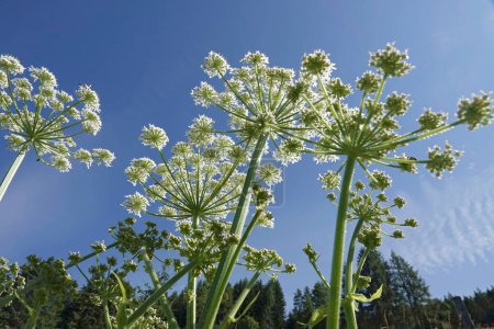 Unusual upward wide-angle closeup on the umbrella alike white flowers of cow parsnip, Heracleum sphondylium, against a bright blue skye