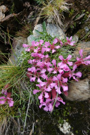 Natürliche Nahaufnahme der farbenfrohen rosafarbenen Blüten des Zwergseifenkrauts Saponaria pumila, der auch als Hautpflegemittel verwendet wird