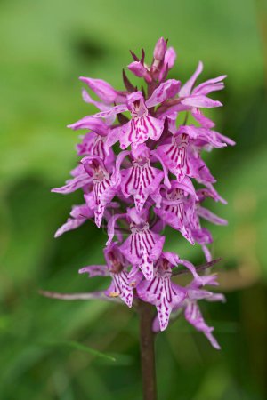 Natural vertical closeup on a the common spotted Orchid, Dactylorhiza fuchsii