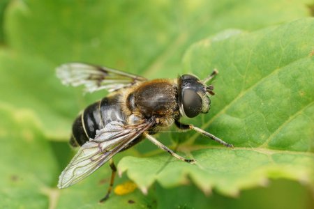 Natural closeup on a Spot-winged Drone Fly, Eristalis rupium sitting on a green leaf