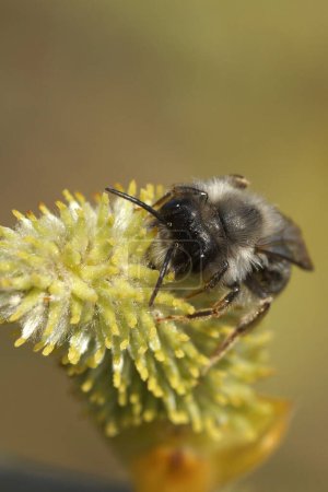 Gros plan vertical naturel sur une abeille minière mâle à dos gris, Andrena vaga buvant du nectar d'un saule de chèvre, Salix caprea