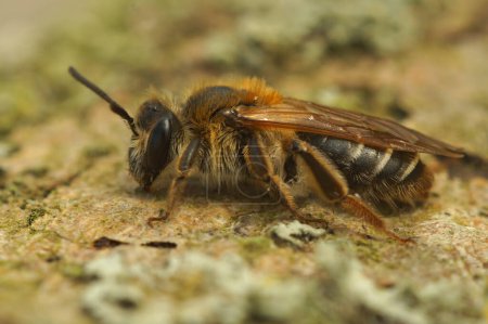 Gros plan détaillé sur une abeille mineuse femelle à franges courtes, Andrena dorsata sur bois