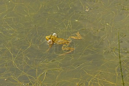 Primer plano natural sobre una rana de estanque europea, Phelophylax, flotando en la vegetación
