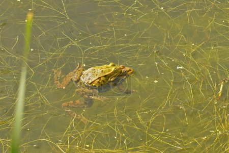 Natural closeup on a European pond frog , Phelophylax, floating in the vegetation