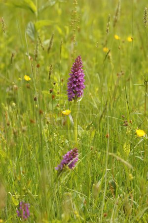Natural closeup on the purple flower of the Southern Marsh orchid, Dactylorhiza praetermissa in the field