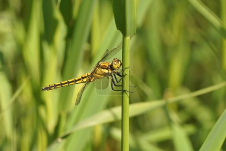 Natural closeup on a female Black tailed darter dragonfly, Orthetrum cancellatum perched in vegetation