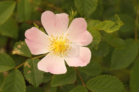 Natural closeup of bright white blooming Sweet-Brier flower, Rosa rubiginosa
