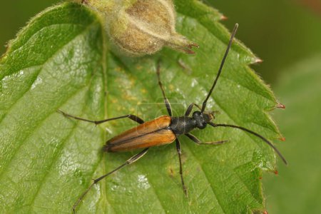 Natural closeup on the European black-striped longhorn beetle, Stenurella melanura, on a green leaf