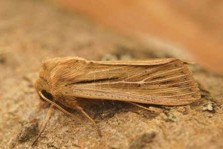Natural closeup on the Shoulder-striped Wainscot owlet moth, Leucania comma sitting on wood