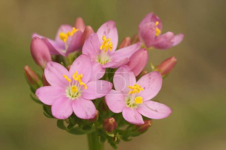 Téléchargez les photos : Gros plan naturel sur la floraison rose tendre Centaurée commune ou européenne, Centaurium erythraea - en image libre de droit