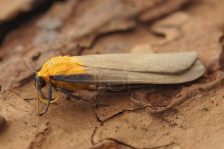 Primer plano natural sobre un macho nuestro-moteado lacayo, Lithosia quadra sentado sobre madera