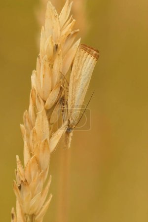 Primer plano natural de la polilla común de la chapa de hierba europea, Agriphila straminella, colgando hacia abajo en la hierba
